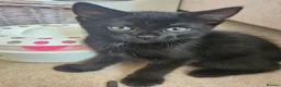 Domestic Shorthair cats for sale: Adorable kittens -Hayling island  - Advert 22