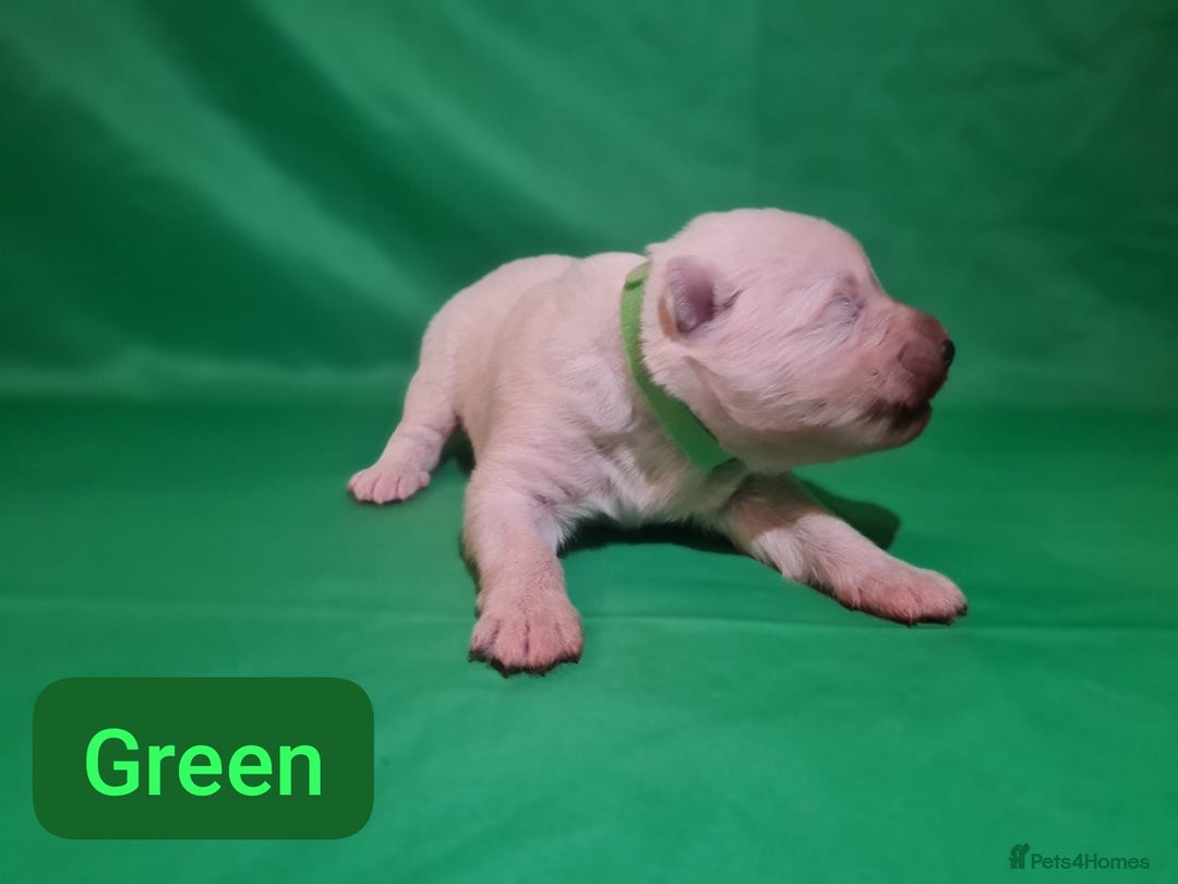 Samoyed dogs for sale: 🐾 Exceptional Pedigree Samoyed Puppies  🐾 - Image 12