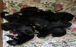 German Shepherd dogs for sale: READY TO GO Long Haired German Shepherd Puppies - Image 14