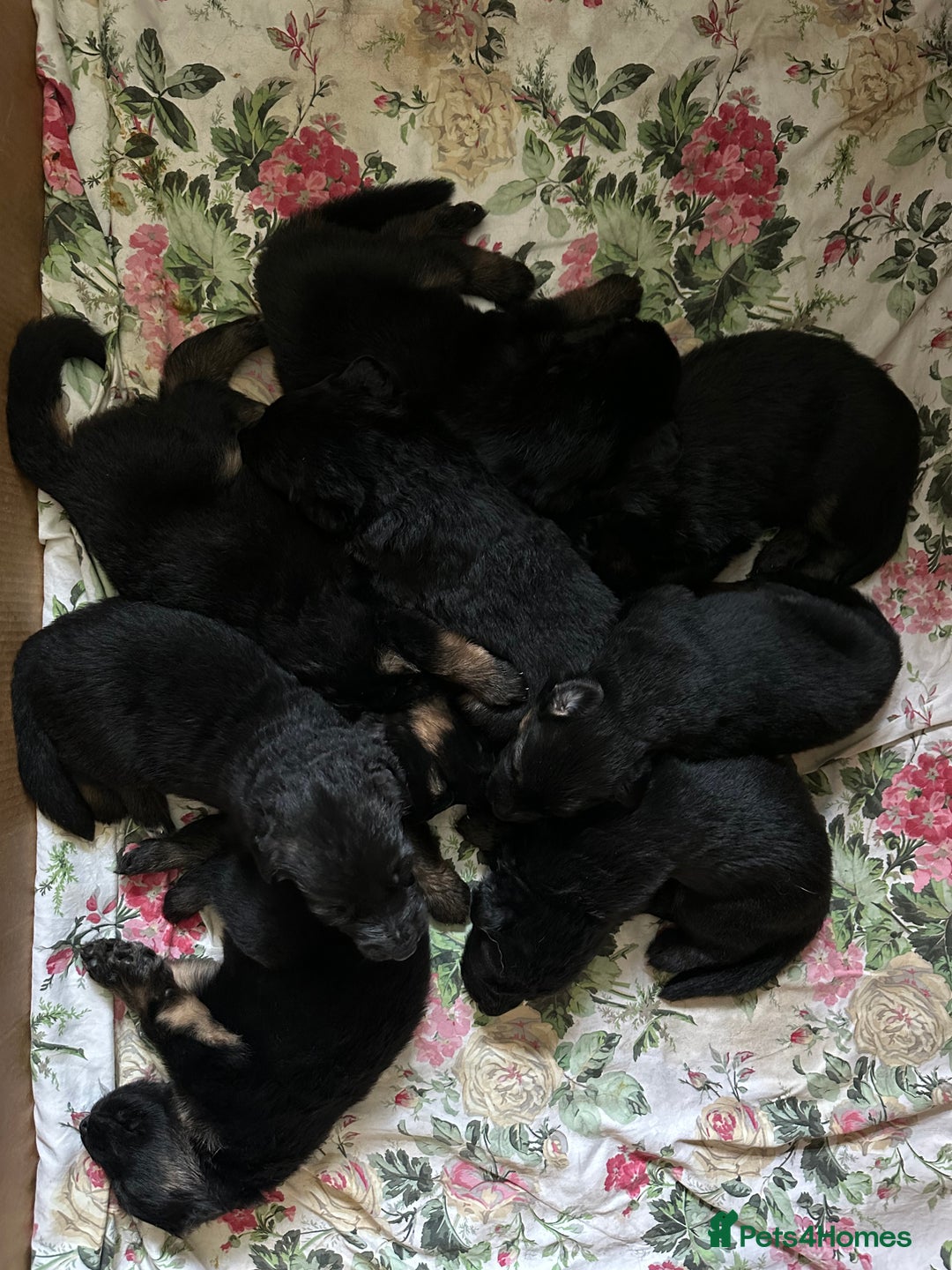 German Shepherd dogs for sale: READY TO GO Long Haired German Shepherd Puppies - Image 14