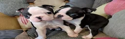 Boston Terrier dogs for sale: 1 BOY LEFT: Adorable KC Boston Puppies  - Advert 12
