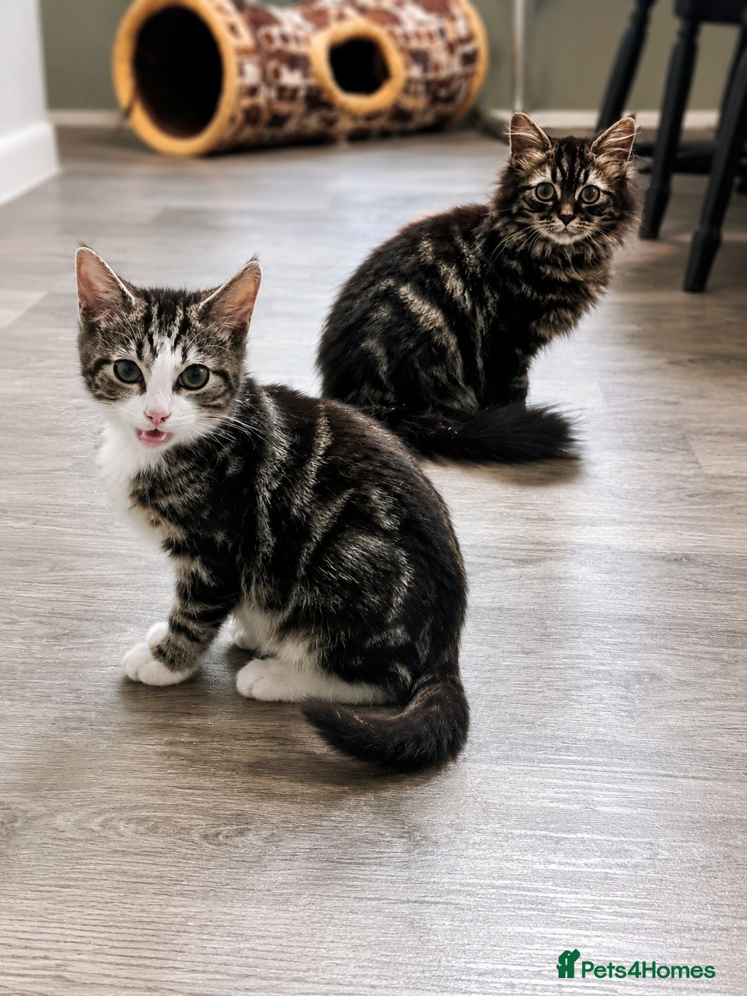 Mixed Breed cats 2 young males ready for rehome - Advert 1