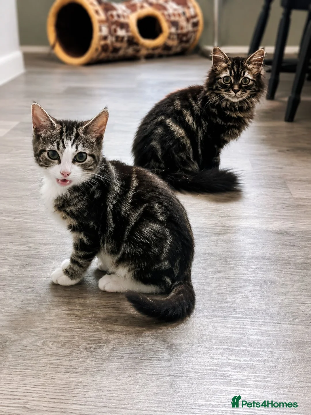 Mixed Breed cats for sale: 2 young males ready for rehome in Bridgend - Advert 1