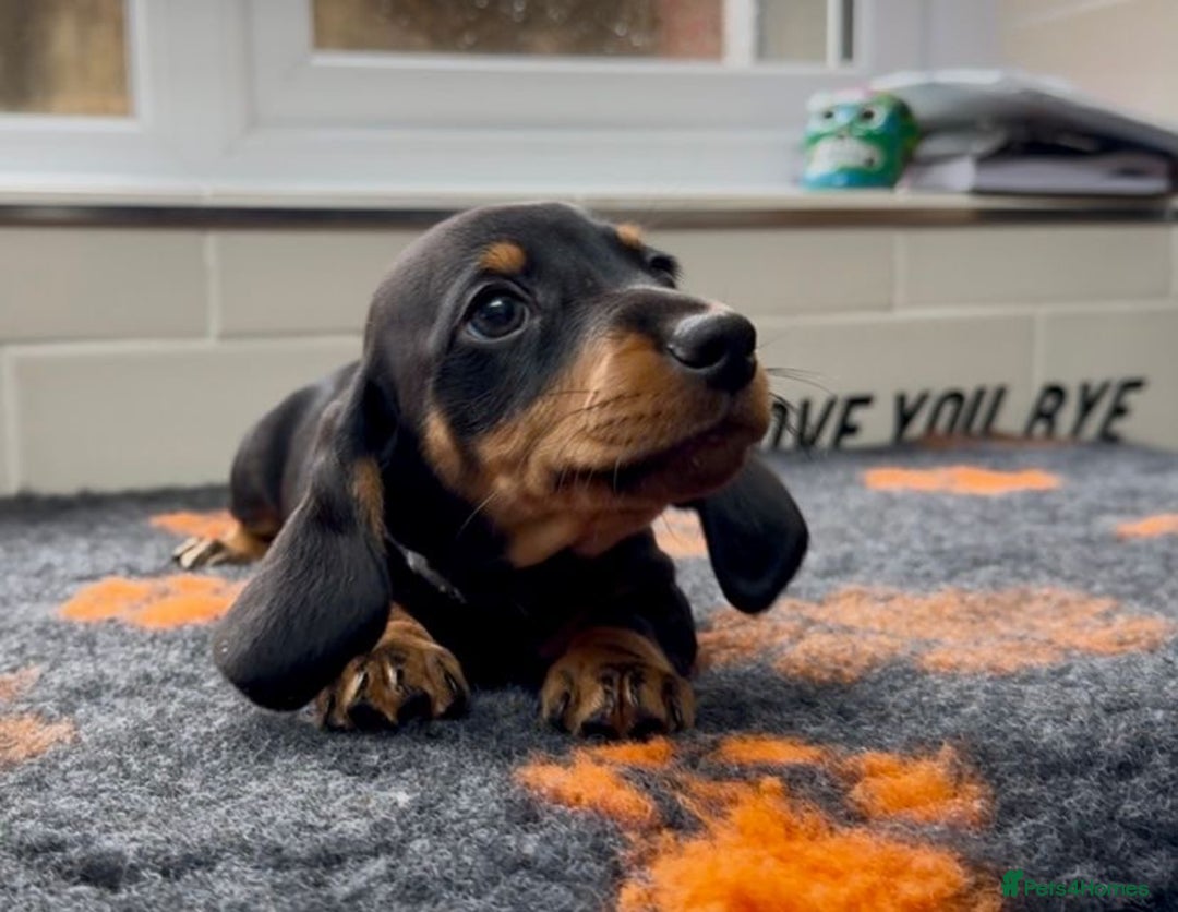 Miniature Dachshund dogs for sale: Show standard KC registered miniature dachshunds  - Image 5