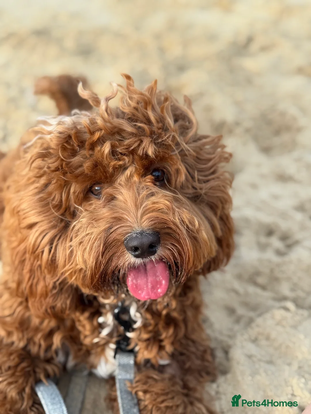 Cockapoo dogs for sale: 🐾 Loving Home Needed for Sweet Dog 🐾 - Advert 4