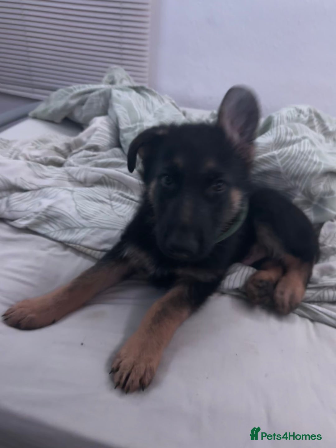 German Shepherd dogs for sale: Kenobi - 6 month old Male German Shepherd - Image 15