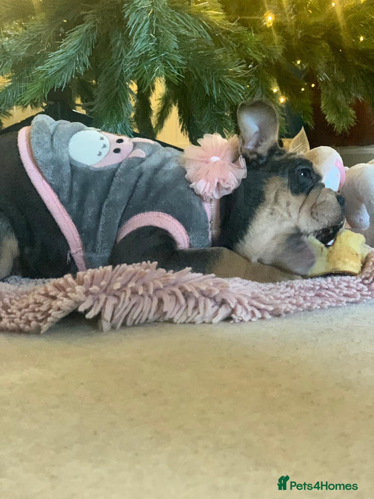 Mixed Breed dogs REDUCED GIRL!! French/English Bulldog Babies - Advert 1