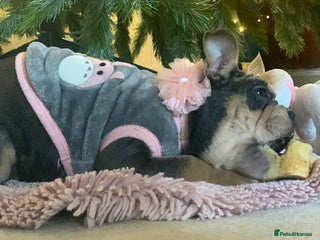 Mixed Breed dogs REDUCED GIRL!! French/English Bulldog Babies - Advert 1