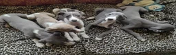 Whippet dogs for stud: Blue whippet stud - Advert 2