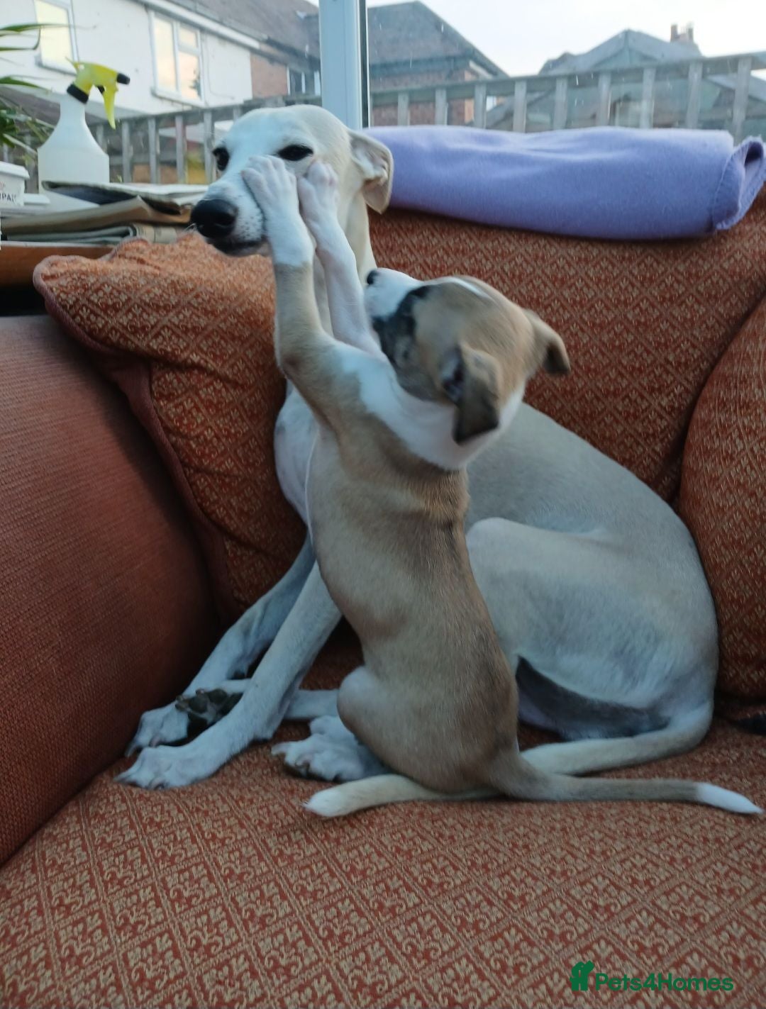 Whippet dogs Quality KC whippet pups from heart tested psrents - Advert 2