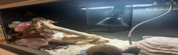 Corn Snake reptiles for sale: Corn snake  in Shrewsbury - Advert 5
