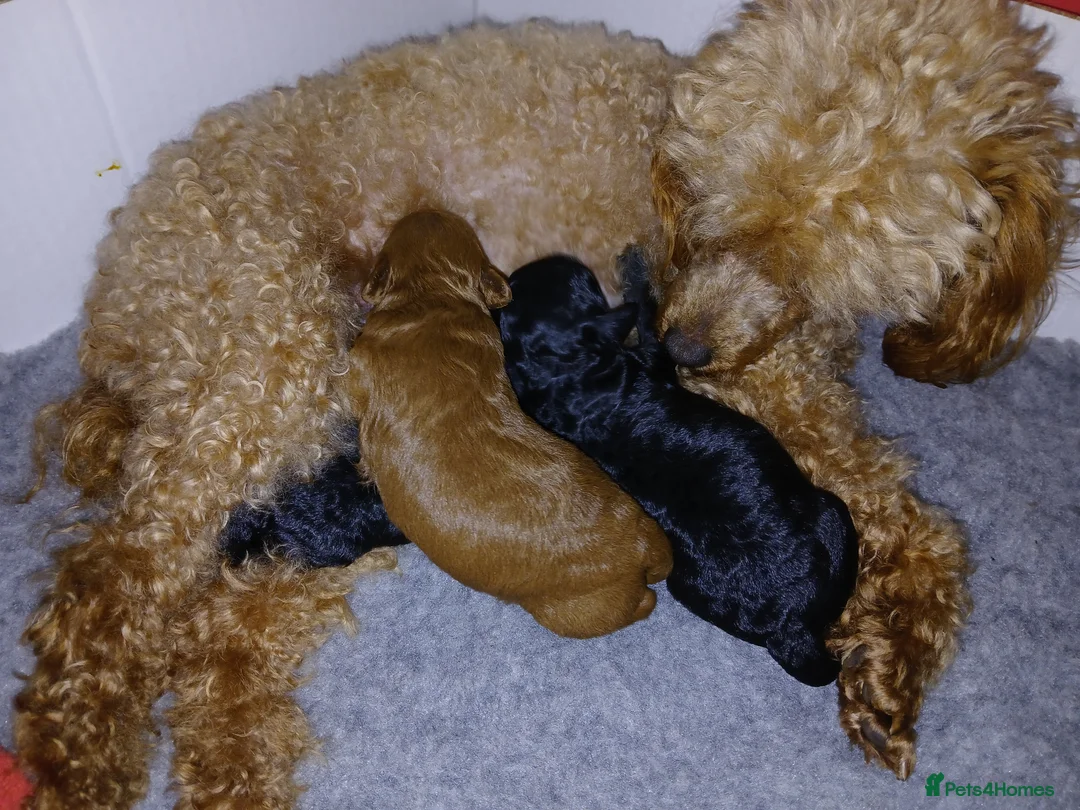 Poodle dogs for sale: Toy poodle, KC reg, pedigree, prcd pra clear - Advert 1