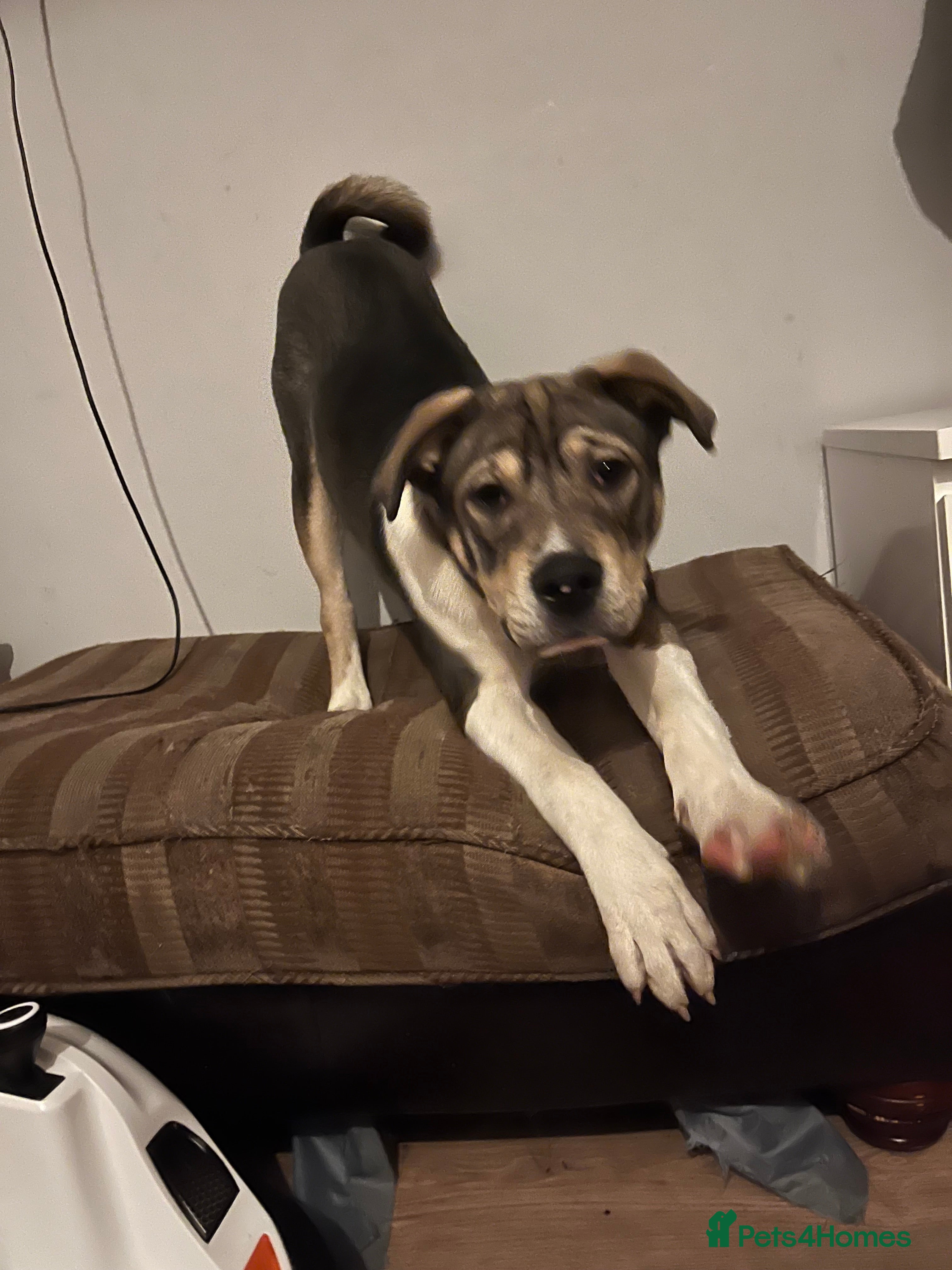 Mixed Breed dogs Akita cross bully pup 6 month old - Advert 2