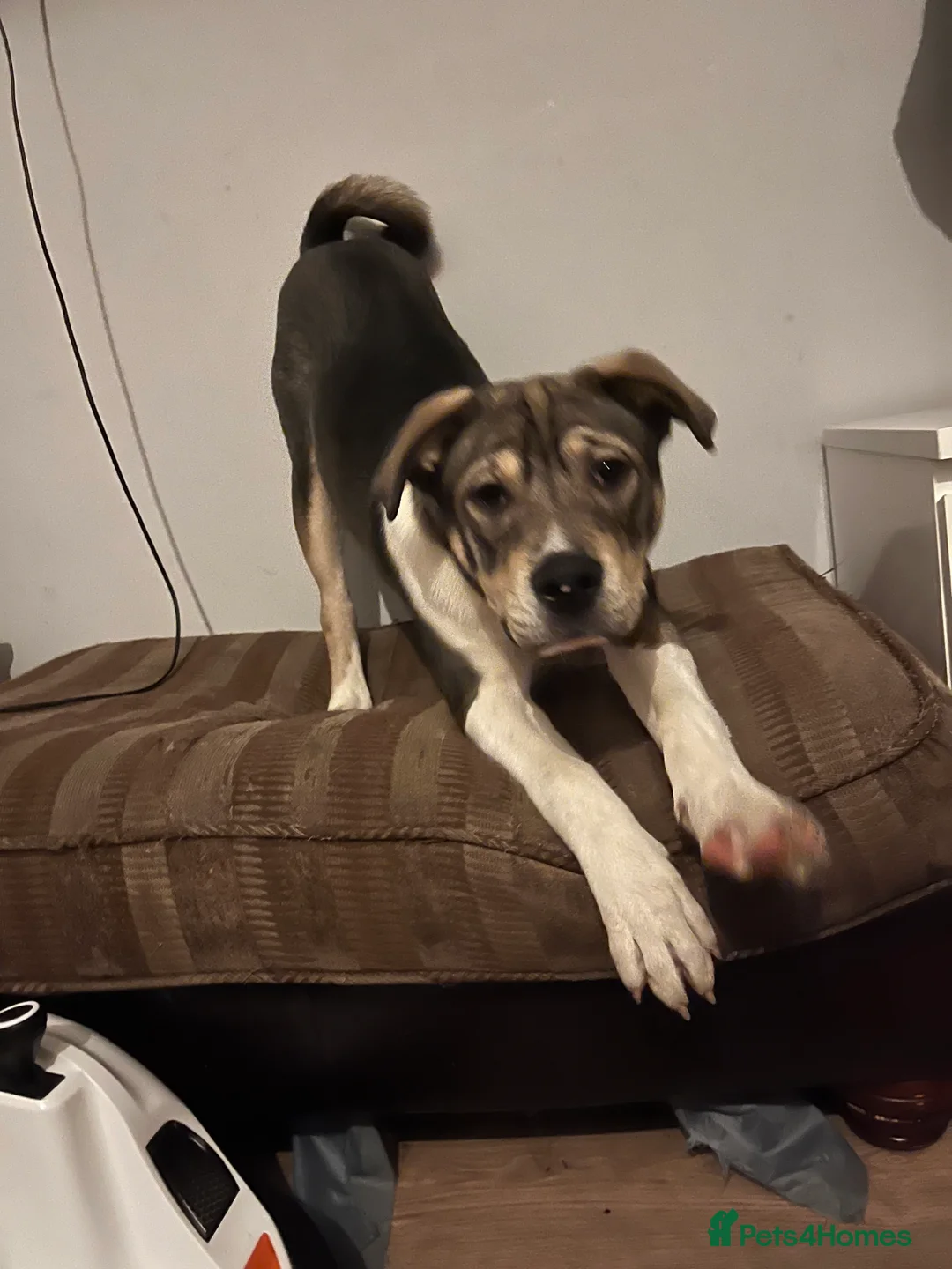 Mixed Breed dogs for sale: Akita cross bully pup 6 month old - Advert 1