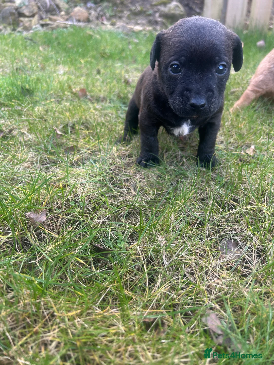 Patterdale Terrier dogs for sale: Stunning Patterdale pups  - Advert 20