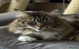 Maine Coon cats for sale: Two four year old Maine coon cats (mixed) - Image 6