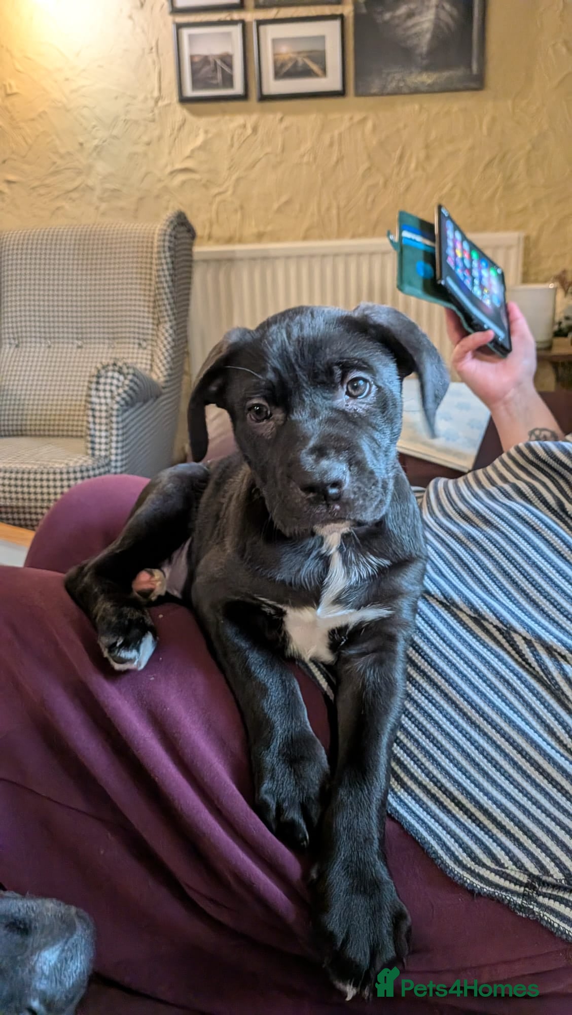 Mixed Breed dogs ##ONLY 2 LEFT## Cane Corso X Newfoundland/Lab Pups - Advert 1