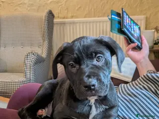 Mixed Breed dogs ##ONLY 2 LEFT## Cane Corso X Newfoundland/Lab Pups - Advert 3