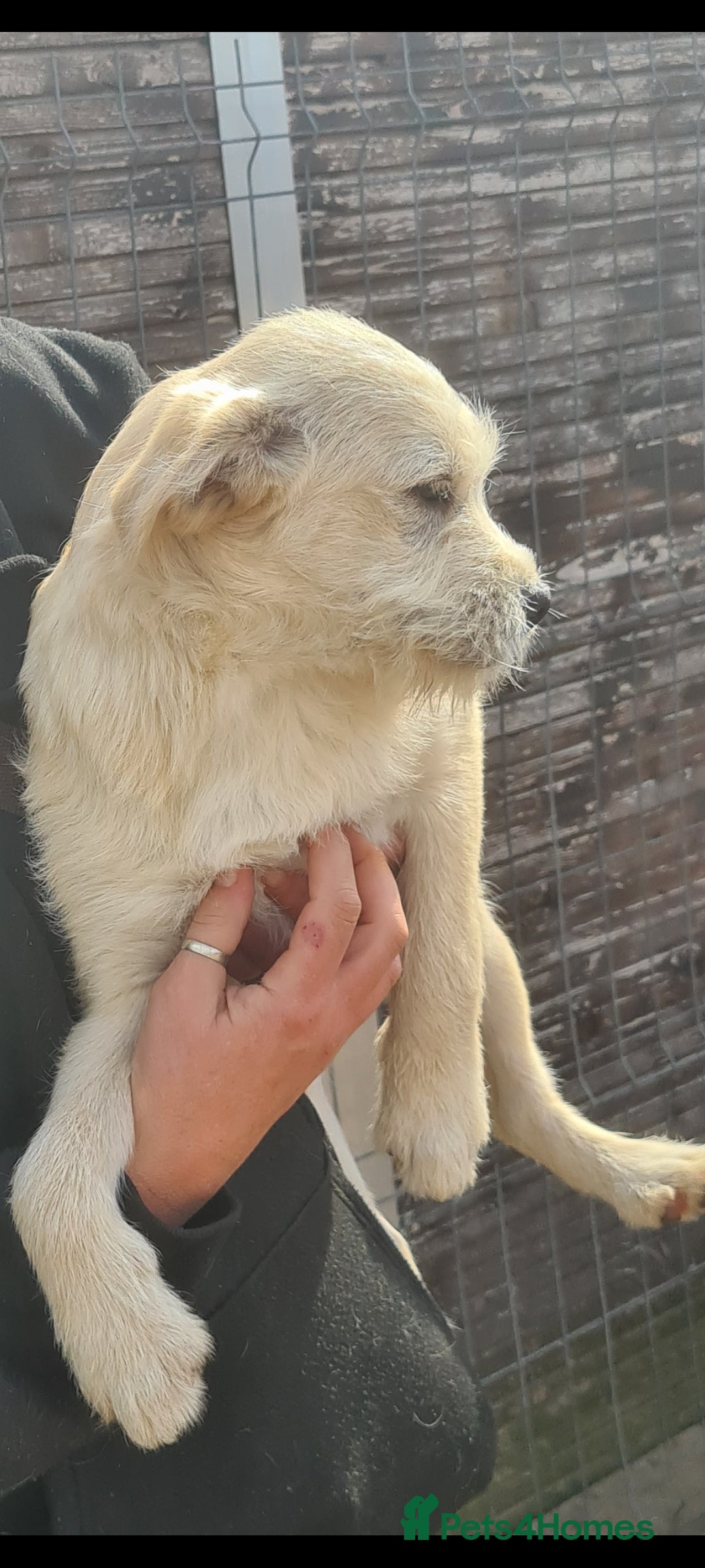 Mixed Breed dogs for adoption: SPUD. Small breed 9kg - Advert 2