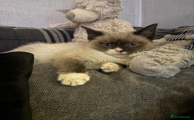 Ragdoll cats Ragdoll cross  - Advert 3