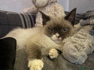 Ragdoll cats Ragdoll cross - Advert 8