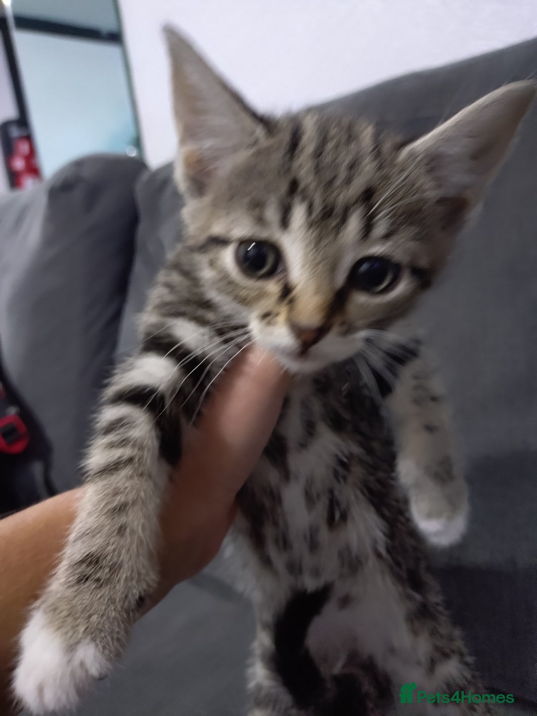 Mixed Breed cats for sale: Kittens - Advert 3