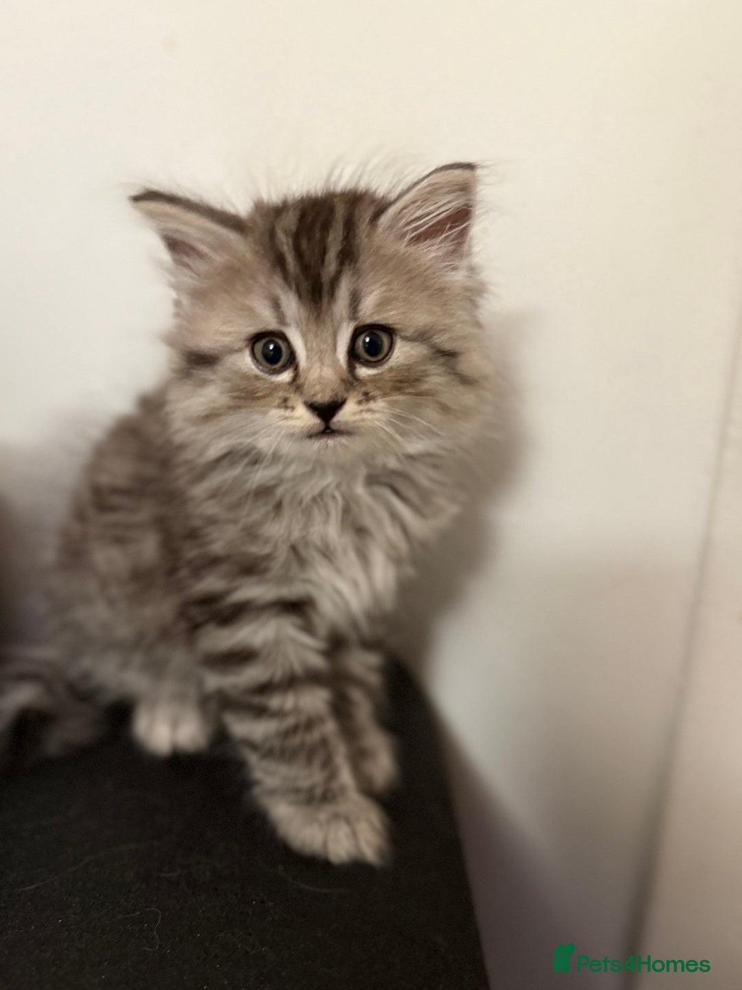 Persian cats for sale: PersianBSH silver, ginger & dark silver kittens 🩷 - Advert 2