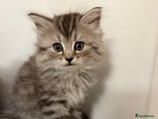 Persian cats PersianBSH silver, ginger & dark silver kittens 🩷 - Advert 3