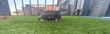 French Bulldog 3