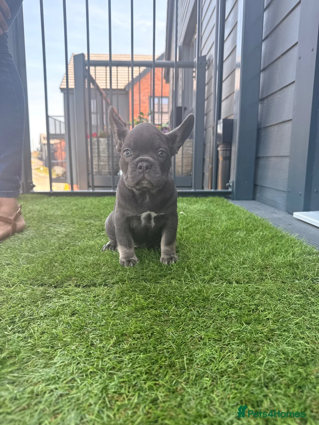 French Bulldog dogs for sale: Beautiful French Bulldog Puppies - ready soon - Advert 1