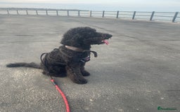 Cockapoo dogs for sale: Male Cockapoo - Image 3