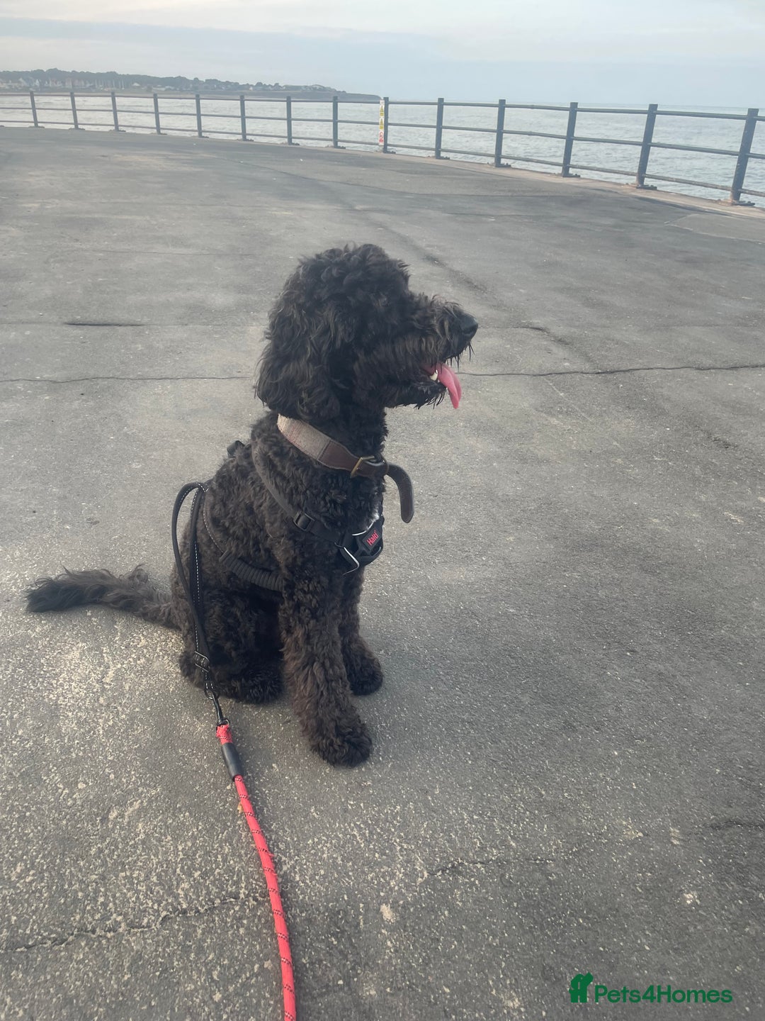 Cockapoo dogs for sale: Male Cockapoo - Image 3