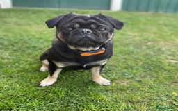 Pug dogs for stud: KC Registered Black Tan Pug 🌈 in Stourport-on-Severn - Image 6