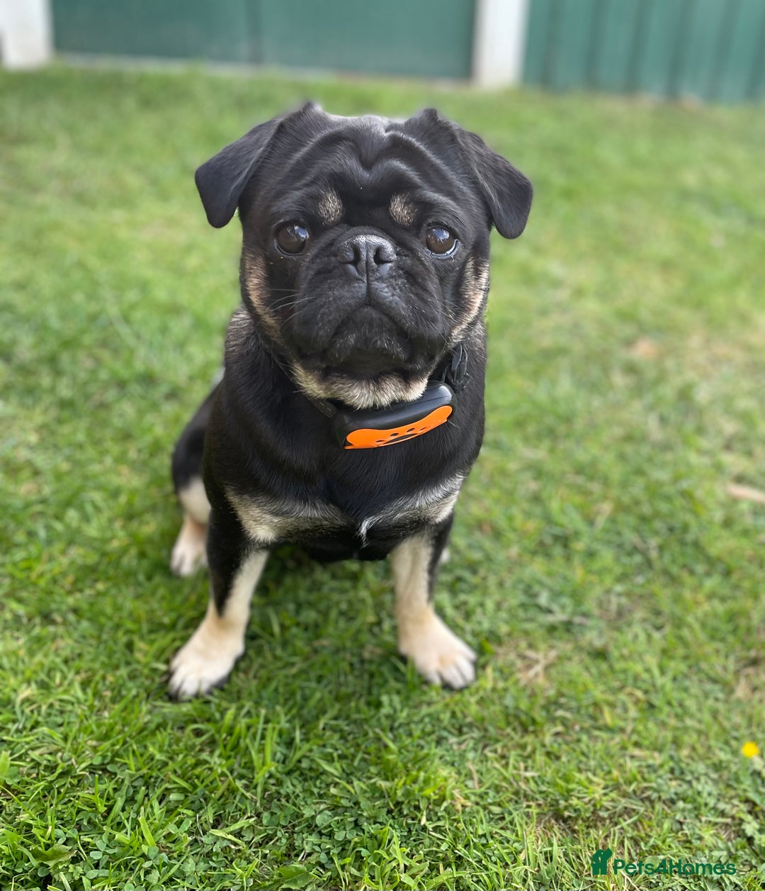 Pug dogs for stud: KC Registered Black Tan Pug 🌈 in Stourport-on-Severn - Image 6