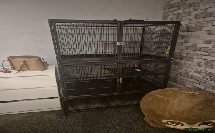 Chinchilla rodents Large cage for sale '£70  - Advert 2