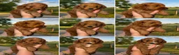 Cockapoo dogs for sale: Beautiful toy size F1b Cockapoo Puppies - Advert 20