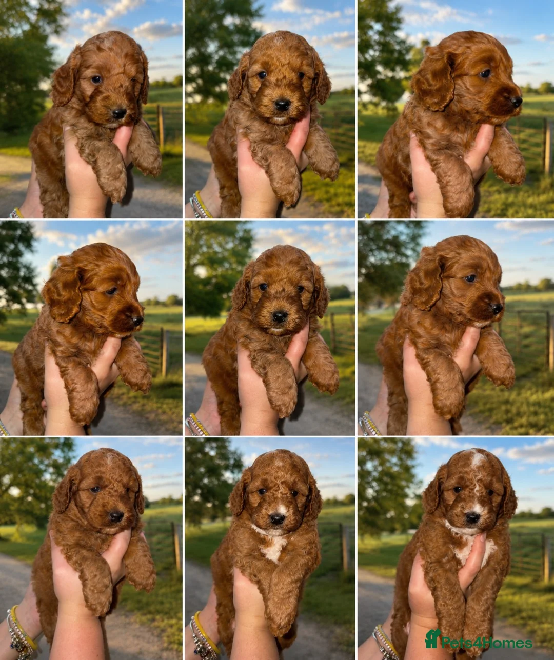 Cockapoo dogs for sale: Beautiful toy size F1b Cockapoo Puppies - Advert 20
