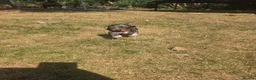 Miniature Dachshund dogs for sale: Miniature dachshund  - Advert 3