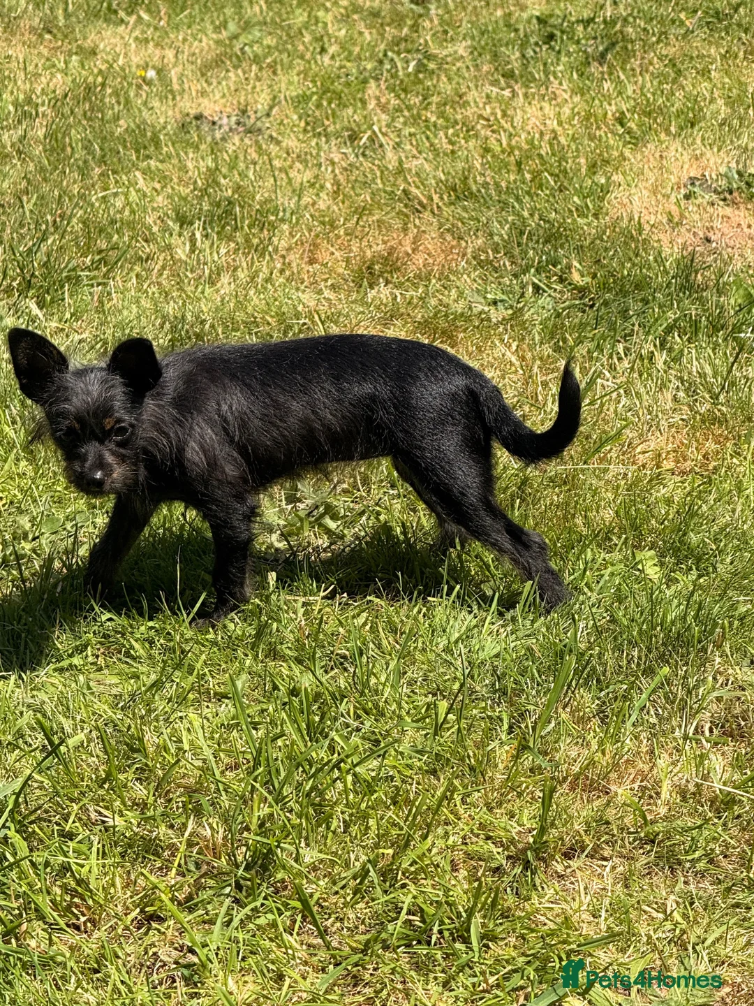 Chipoo dogs for sale: Chi-poo female - Advert 12