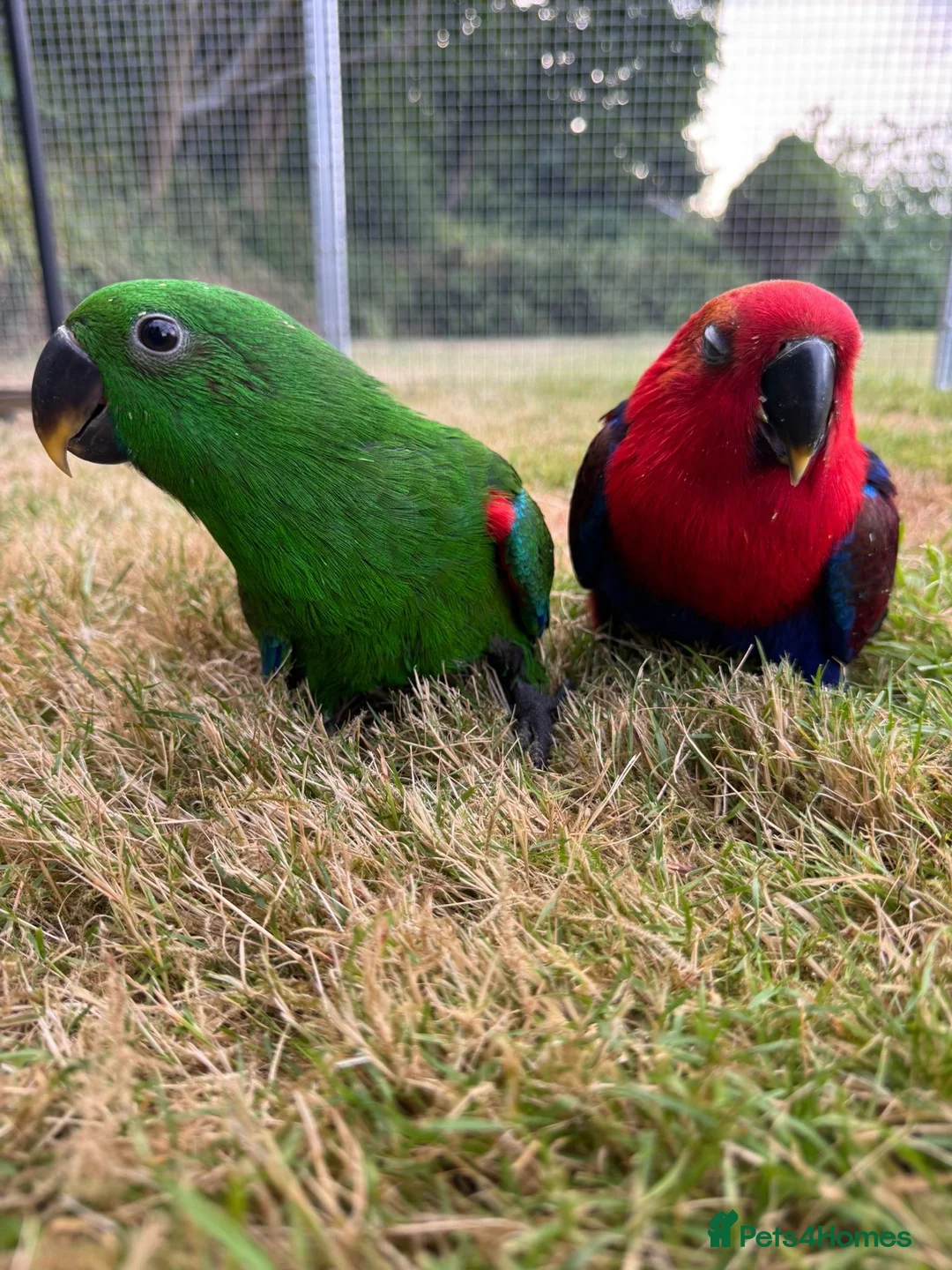 Parrots birds for sale: Hand reared Eclectus, Ready Now! - Advert 5