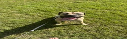 Cane Corso dogs for sale: Beautiful 1 year old cane corso female - Advert 3