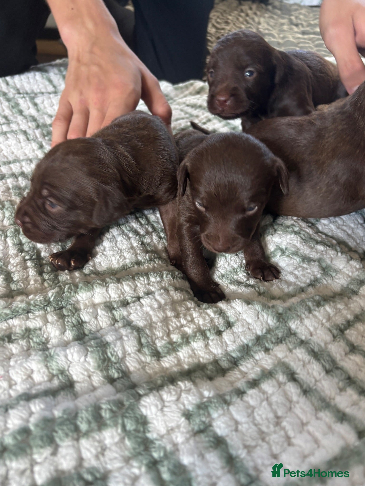 Mixed Breed dogs Mum his staffy cross boxer and dad his f1 cockapoo - Advert 1