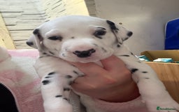 Dalmatian dogs for sale: 2 beautiful Dalmatian puppies 1 female 1 male - Image 6