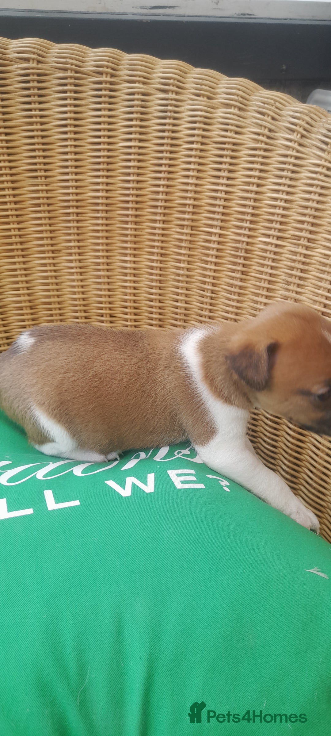 Plummer Terrier dogs for sale: Plummer terrier pups 1 girl left  - Image 7