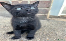 Mixed Breed cats for sale: Mixed breed kittens  - Image 2