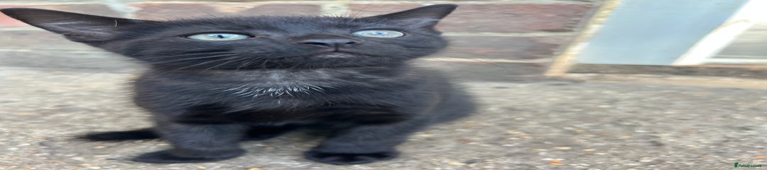 Mixed Breed Kitten 1