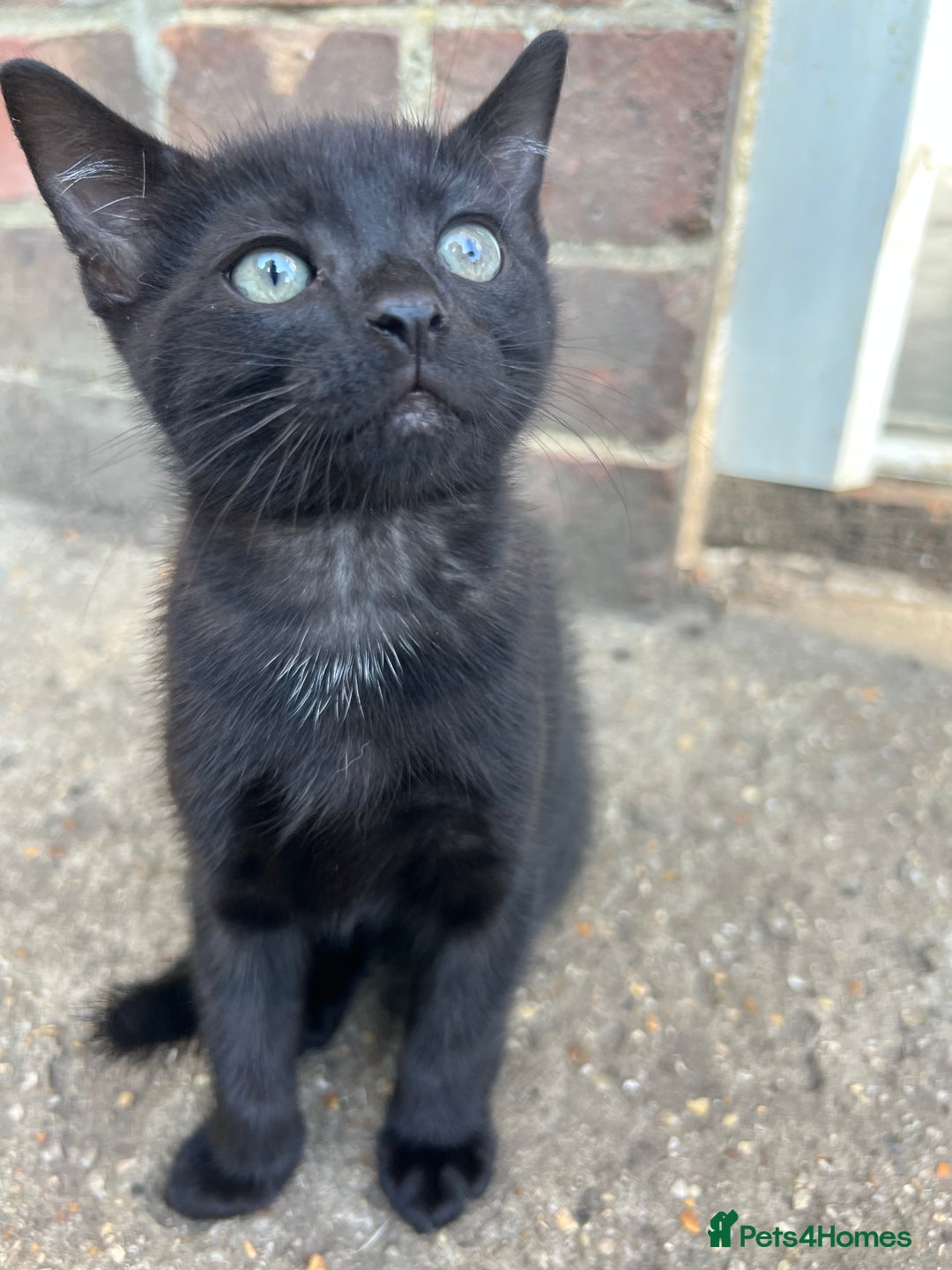 Mixed Breed cats for sale: Mixed breed kittens  - Image 2