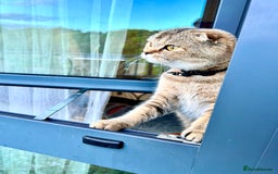 Scottish Fold cats for sale: Lovely Scottish straight girl - Image 15