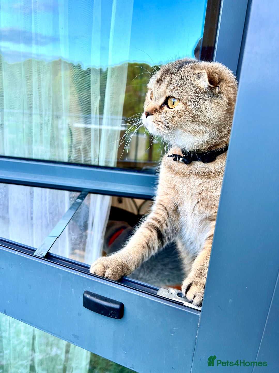 Scottish Fold cats for sale: Lovely Scottish straight girl - Image 15