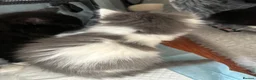 Mixed Breed cats for sale: 8 beautiful fluffy kittens 😻 - Advert 9